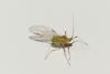 Macrosiphum sp.